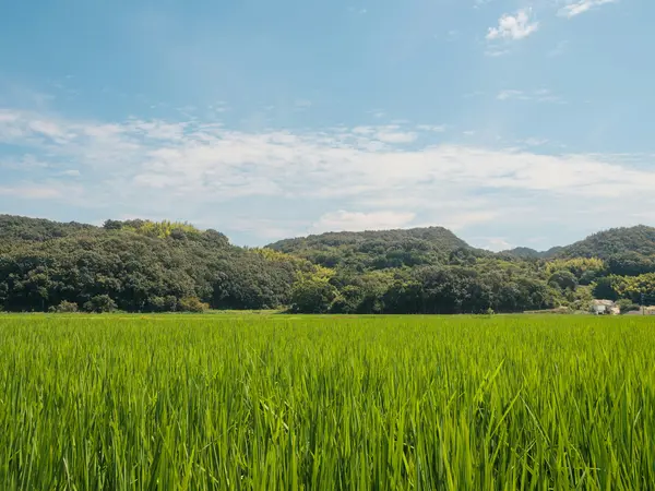 【ふるさと納税】自治体サイトから申し込むとお得？総合サイトとの違いとメリットを解説